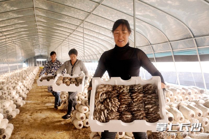 当地村民在采摘蘑菇。