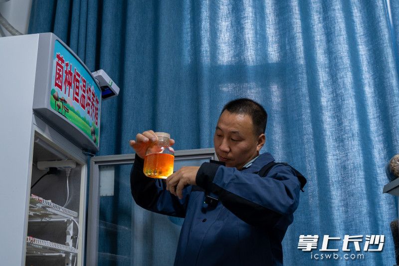 通过自己改良的培育方法黄红波告诉记者目前菌种成长均在可控范围。