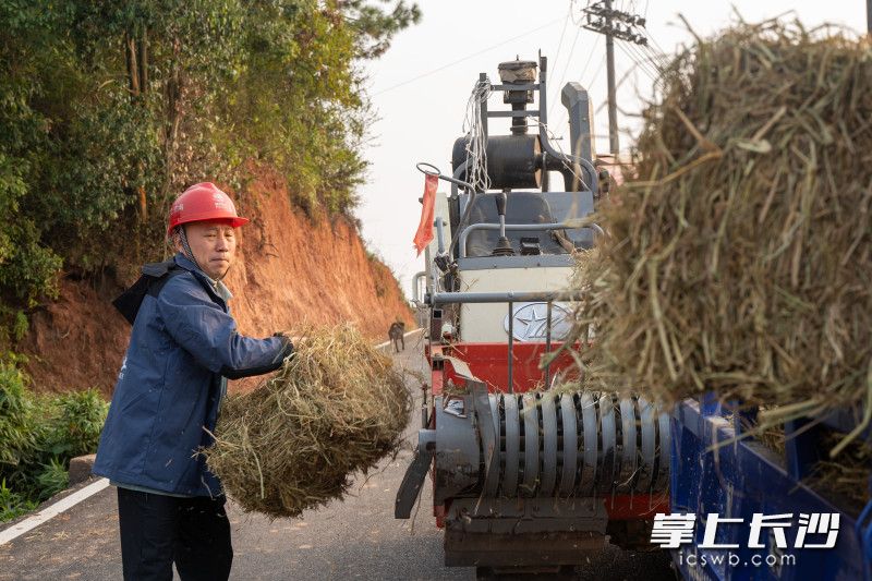 黄红波正在田间清点秸秆准备打包回仓库。