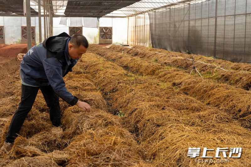 在两亩的大棚内一排排的秸秆菌种正在萌芽生长。
