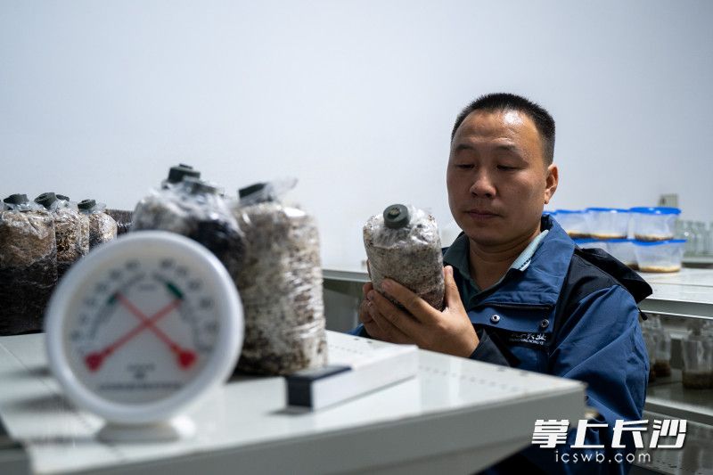 黄红波正在恒温室查看用秸秆培育的菌种成长情况。均为全媒体记者冯启阳摄
