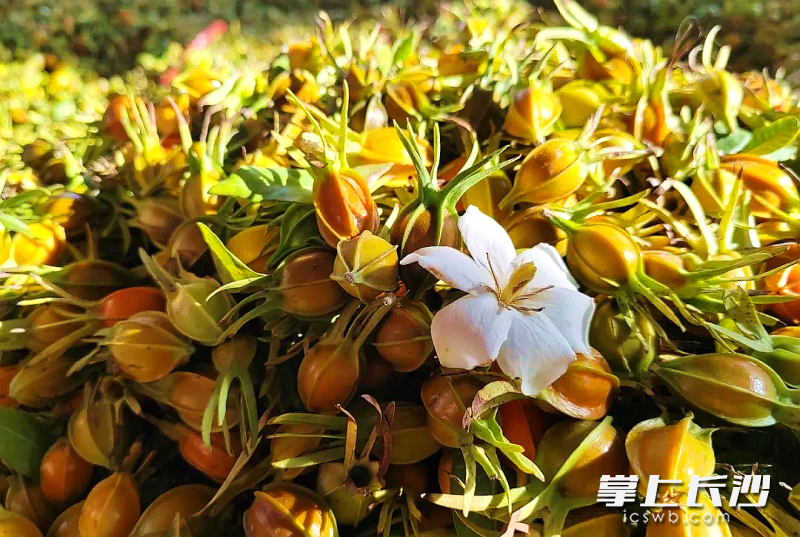 宁乡万亩黄栀子开摘。均为长沙晚报通讯员 陶昀璐 摄
