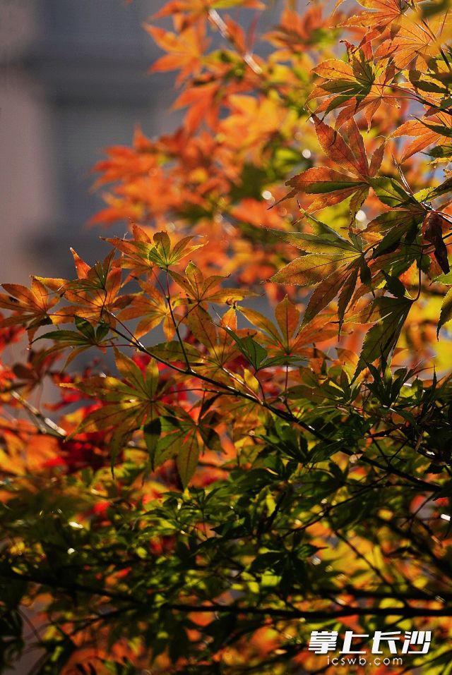 2024年11月10日,小区内半红半绿的枫叶别有一番美丽。 2024年11月10日,小区内半红半绿的枫叶别有一番美丽。