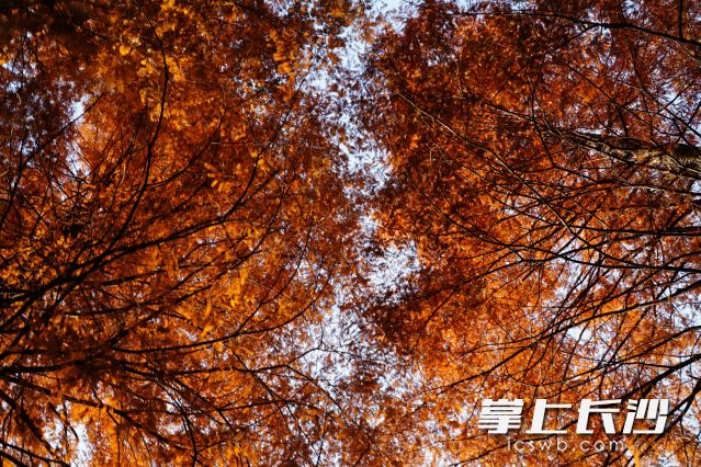 2023年11月底,岳麓山层林尽染,“枫”景独好。均为长沙晚报全媒体记者 舒元臻摄 2023年11月底,岳麓山层林尽染,“枫”景独好。均为长沙晚报全媒体记者 舒元臻摄