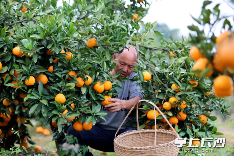 熟透的果实吸引不少游客前来品尝采摘。均为长沙晚报全媒体记者 贺文兵 摄