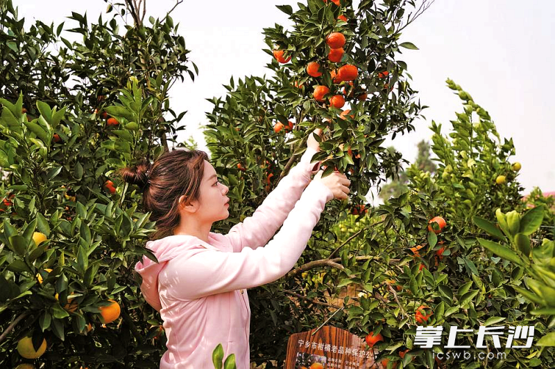 左家山种植柑橘的历史已有400多年。