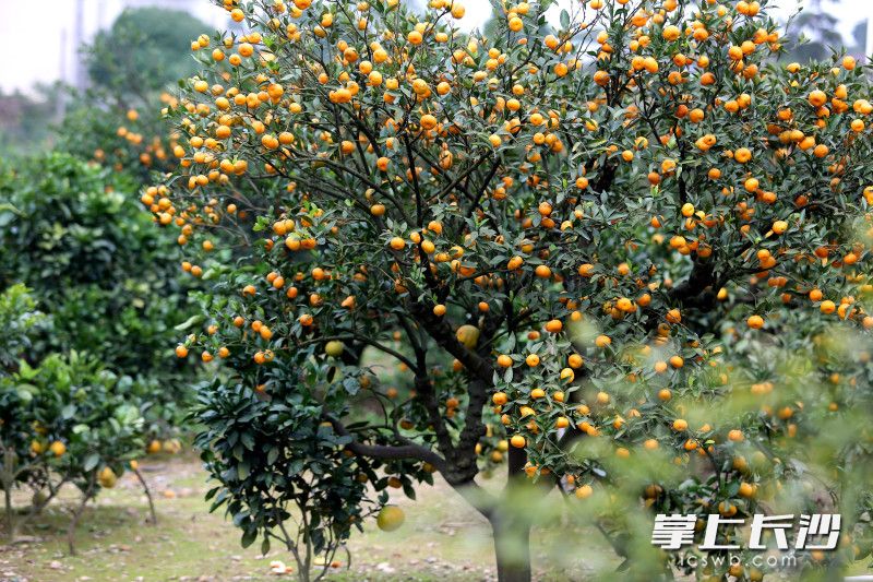 柑橘挂满枝头，一派丰收景象。