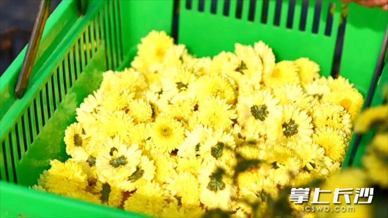 收获满篮金黄。