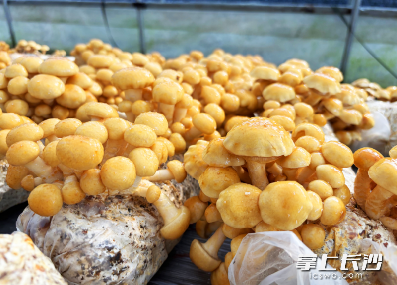 菌菇鲜嫩诱人。