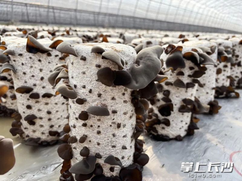 木耳长势喜人。