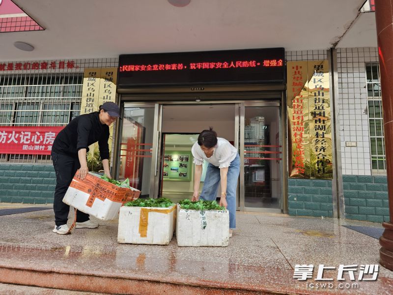 张兰芳（左）扎根望城团山湖10多年，将小小的辣椒苗发展到了6家基地，年产种苗5000多万株的大产业。均为受访者供图