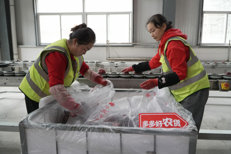 工人向智能分选设备上果，等待机器自动检测、分级。余虹黎 摄