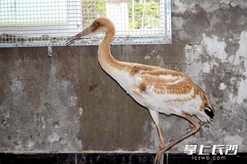 白鹤，有鸟类“活化石”的美誉。