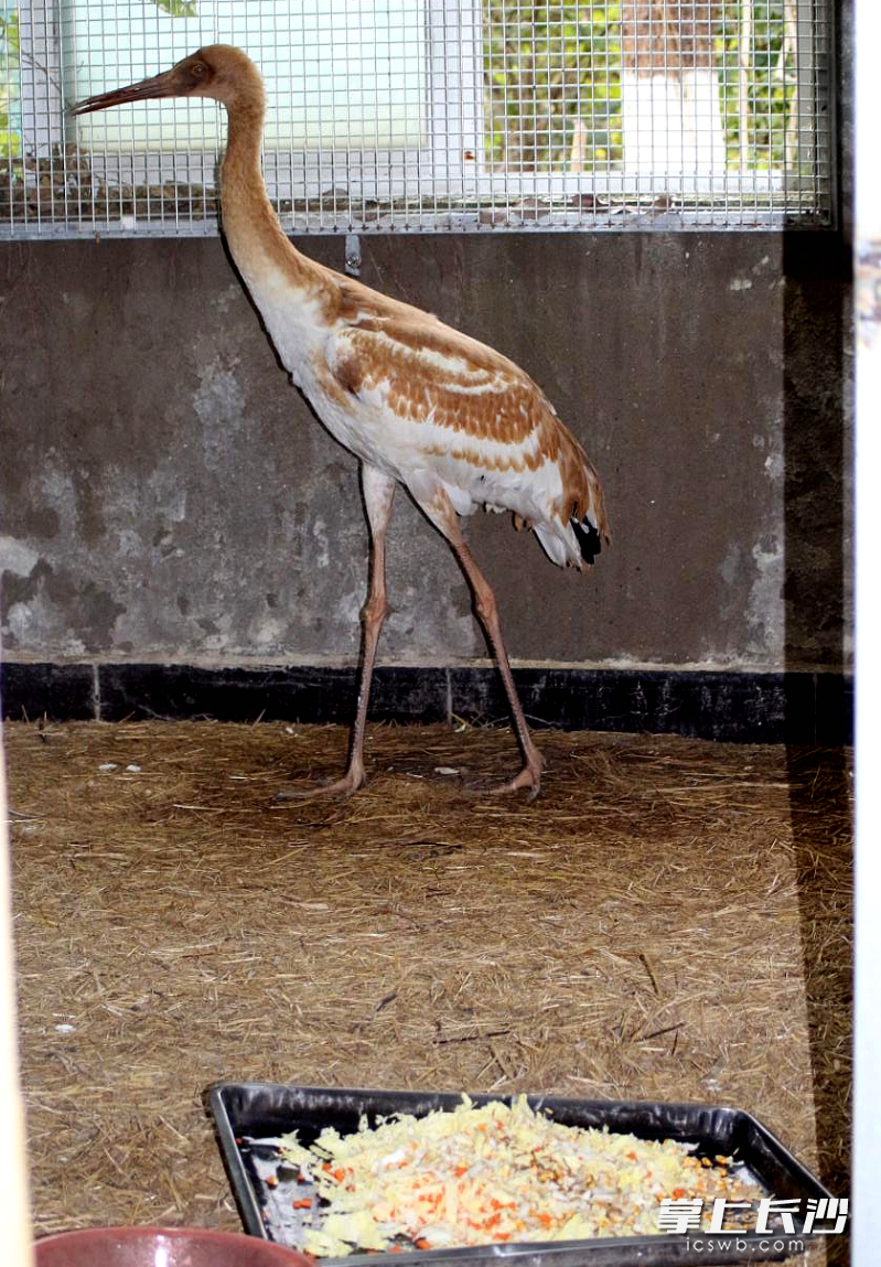 饲养员为落单的小白鹤安排了丰盛的晚餐。