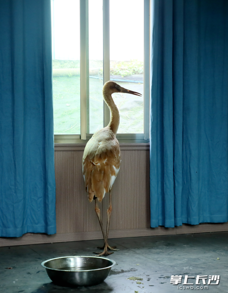 小白鹤住进了暖气房。