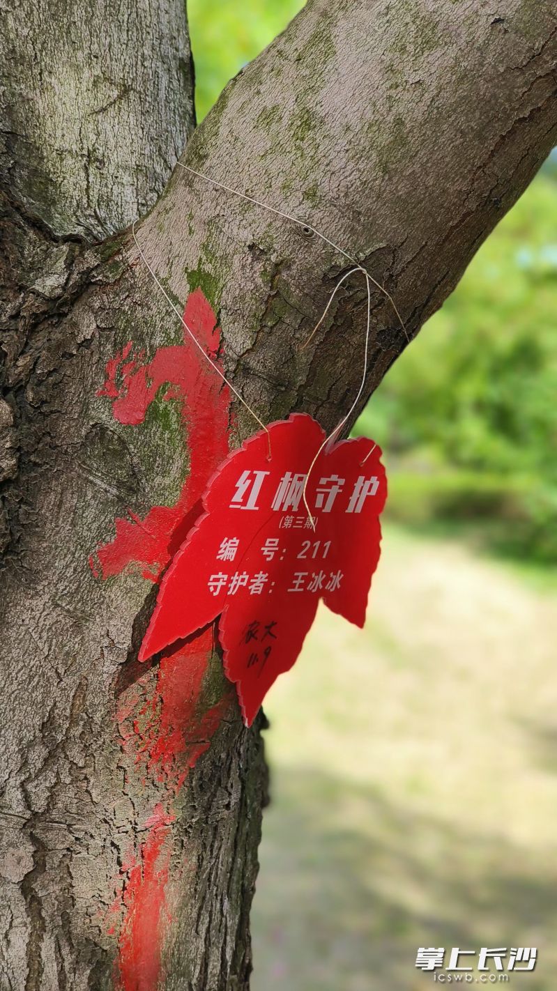 湖南农大每年都要组织志愿者,守护红枫,守护美丽的风景。 湖南农大每年都要组织志愿者,守护红枫,守护美丽的风景。