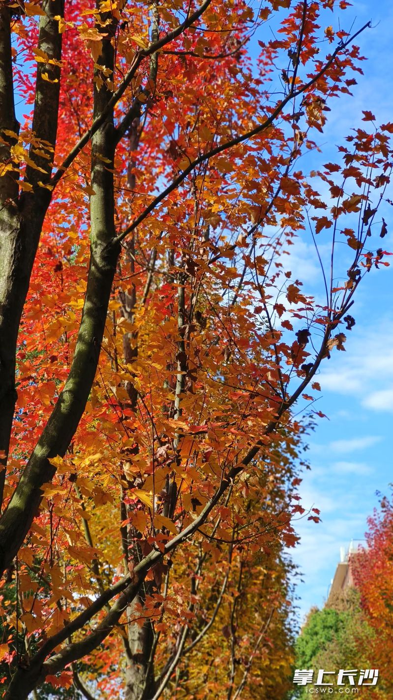 几种颜色的枫叶交相辉映,犹如一幅色彩浓烈的油画。 几种颜色的枫叶交相辉映,犹如一幅色彩浓烈的油画。