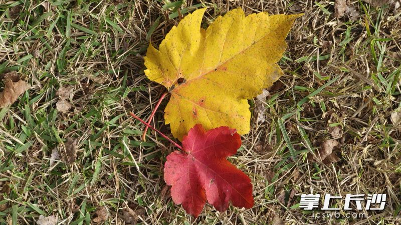 掉在地上的两片枫叶,红与黄对比鲜明,令人十分喜爱。 掉在地上的两片枫叶,红与黄对比鲜明,令人十分喜爱。