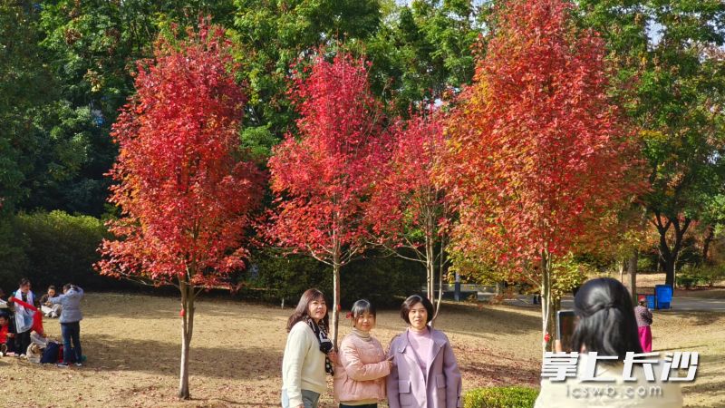 市民纷纷来到红枫大道打卡。 市民纷纷来到红枫大道打卡。