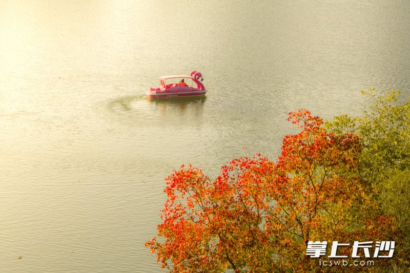 人们泛舟而游，年嘉湖上生机勃勃。