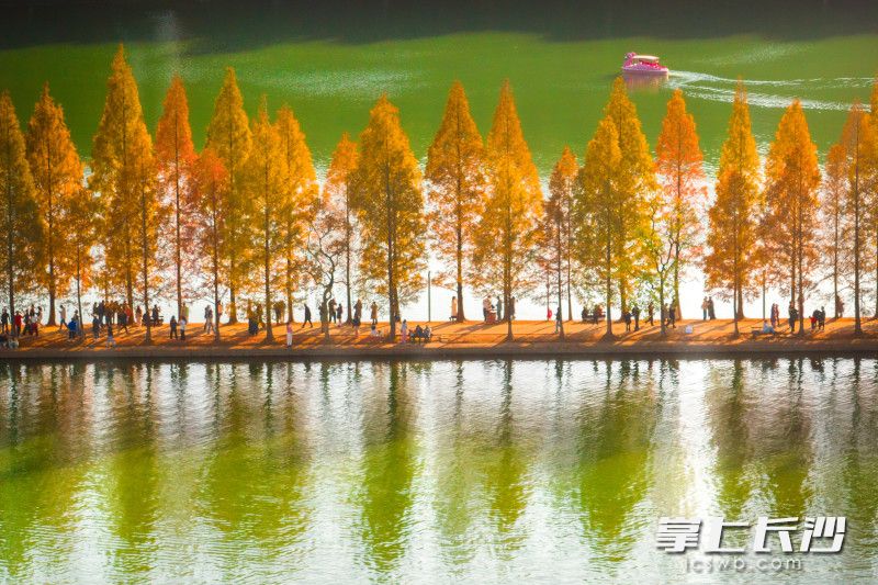 今日，在烈士公园内，记者看到网红水杉林已经全部变红，景色美不胜收，且不断有游客过来拍照打卡，十分热闹。