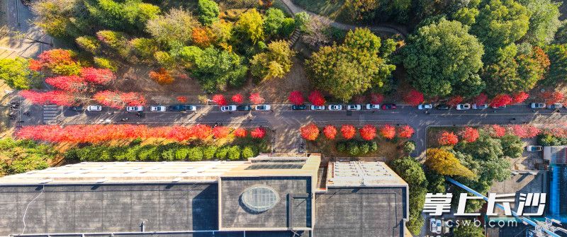 湖南农大“红枫大道”迎来一年里最美的红叶季。 均为长沙晚报全媒体记者邓迪摄