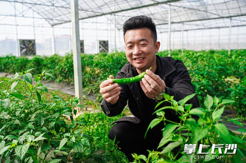 利用育秧大棚的空闲期，何广种植起了辣椒，当下正在丰收季。