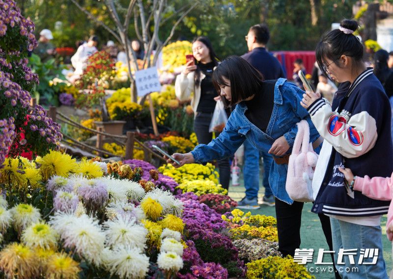 绚丽的花朵吸引了众多市民游客拍照。