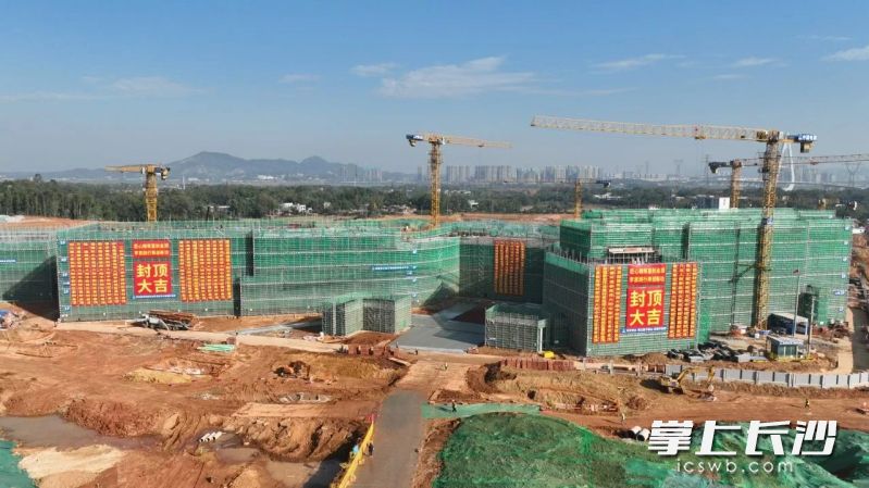 湖南师大附中新校区教学楼主体结构封顶。均为长沙晚报通讯员胡琳 左希山供图