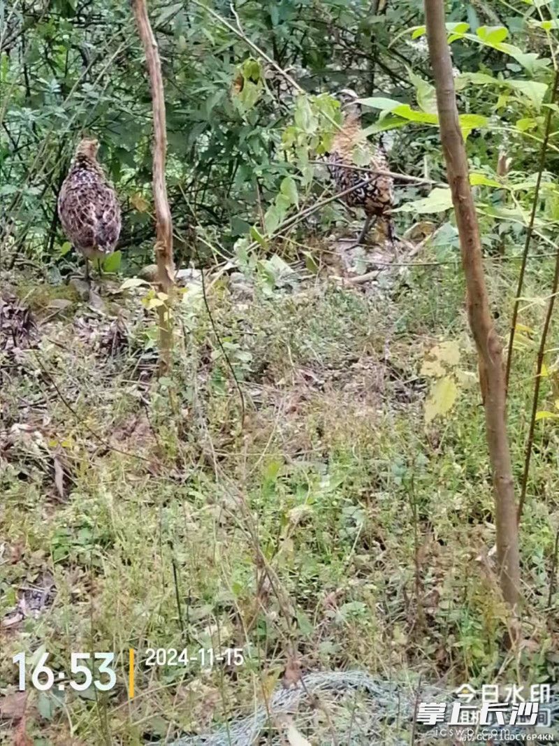 护林员巡山时拍到的白冠长尾雉活动照片。