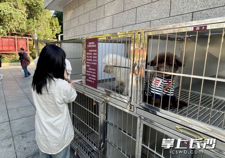 湖南烈士公园西门设置的宠物寄养笼。 湖南烈士公园西门设置的宠物寄养笼。