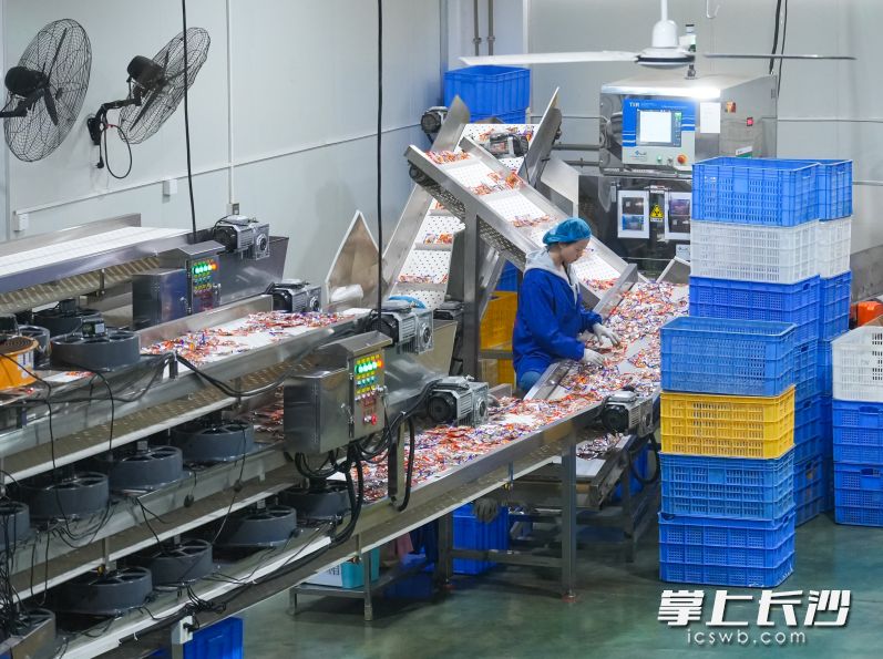 庆湘食品公司引入先进设备，扩大生产规模，加强标准化建设，发展成为宁乡市规上农业龙头企业。均为长沙晚报全媒体记者 邹麟 摄