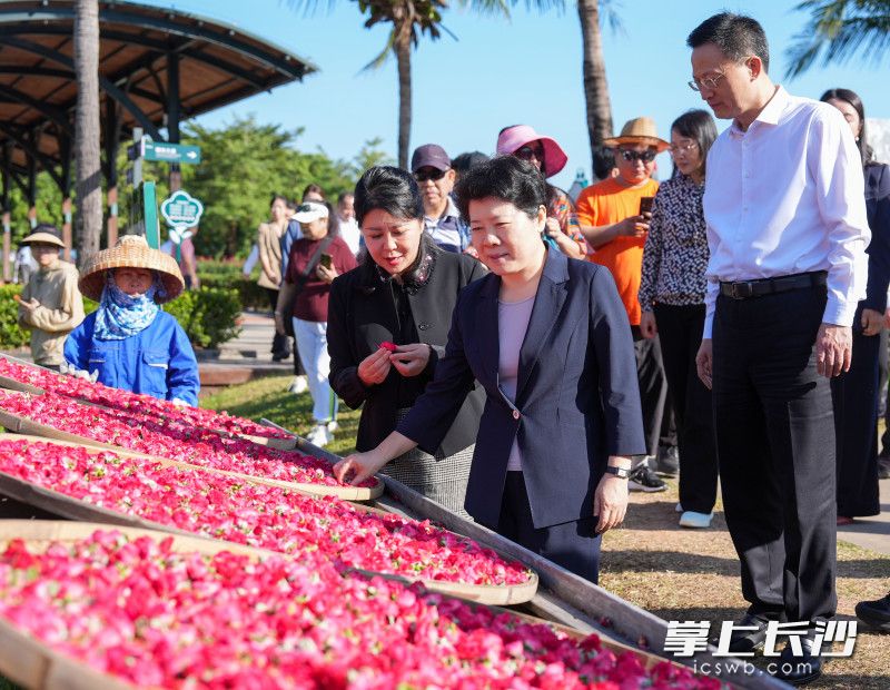 三亚市亚龙湾国际玫瑰谷考察现场。