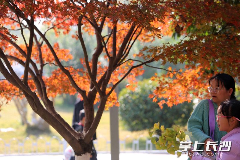烈士公园红枫进入最佳观赏期。 均为长沙晚报全媒体记者贺文兵摄
