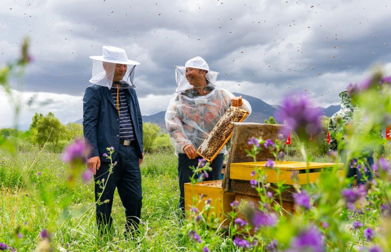 贡嘎不少地方都有成片的狼牙刺花，却很少有人养蜂，浏阳市农业农村局干部伍国强（左）先后五次援藏，以产业为切口援助西藏。邹麟 摄