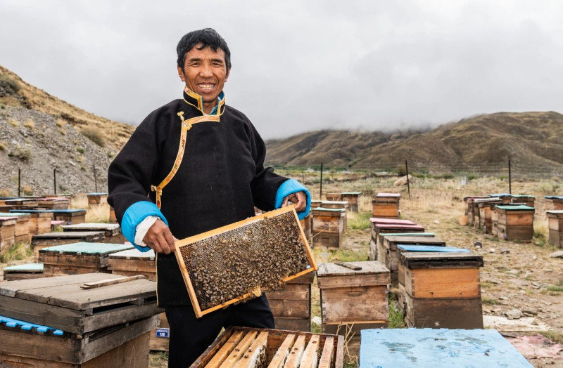 蓬勃发展的养蜂业为藏民带来幸福甜蜜的生活。邹麟 摄