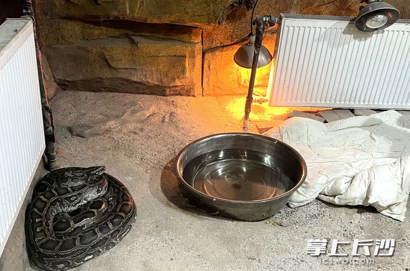 爬行馆内,为使蜥蜴、蛇、龟类动物舒适过冬,配备了暖气。 爬行馆内,为使蜥蜴、蛇、龟类动物舒适过冬,配备了暖气。