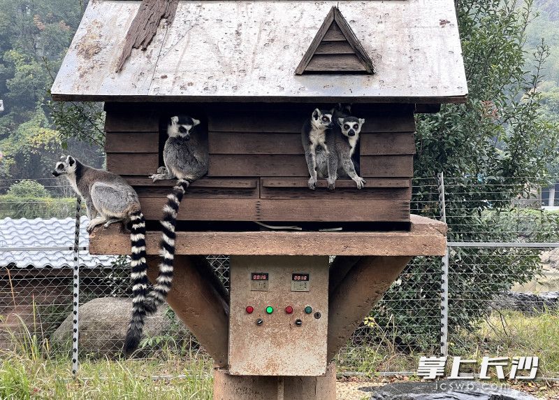 狐猴们住进了装有暖气片的小木屋。 均为长沙晚报全媒体记者贺文兵摄