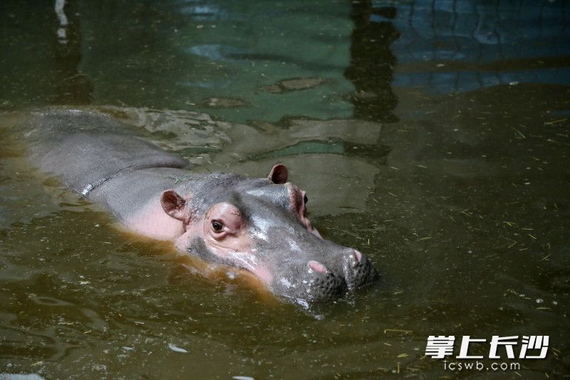 河马在享受恒温“泳池”。 河马在享受恒温“泳池”。