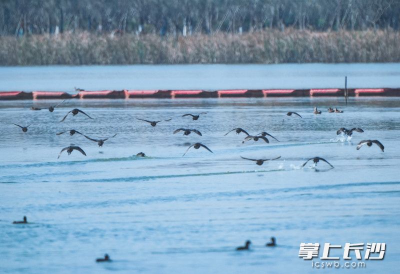 越来越多的鸟类在松雅湖栖息。松雅湖观鸟志愿者 供图