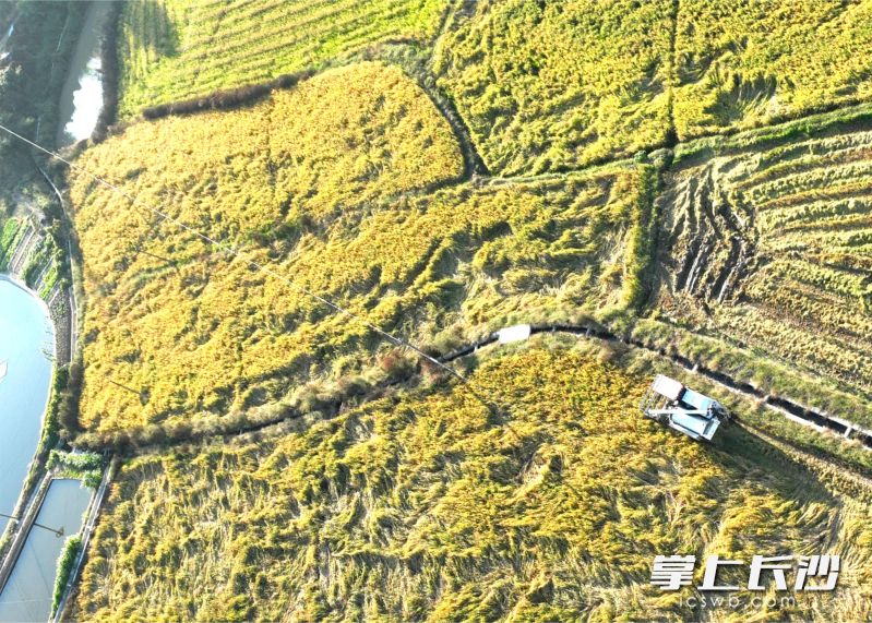 在宁乡市老粮仓镇望江村，已建成的小农水项目水渠穿过田间，灌溉的农田在今年秋季迎来丰收。