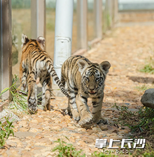 三珍虎园。长沙晚报通讯员 文沙沙 供图