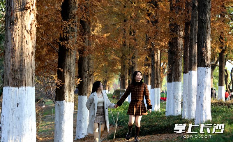 市民在湖南烈士公园涂白的景观树木间欣赏独特的冬日景观。 均为长沙晚报全媒体记者贺文兵摄