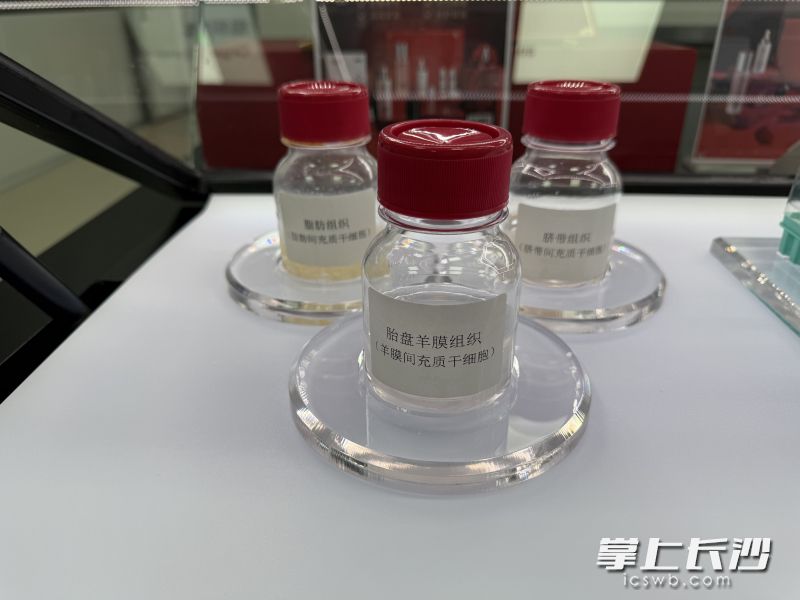 胎盘羊膜组织里的羊膜间质干细胞。 均为长沙晚报全媒体记者朱泽寰摄