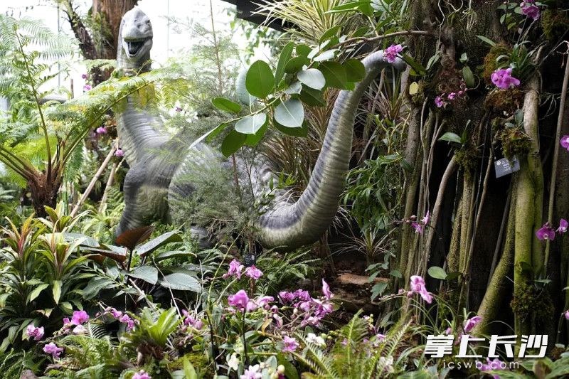世界名花。