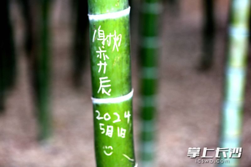 省植物园竹园成“涂鸦墙”，景区提醒游客文明游园。 均为长沙晚报全媒体记者贺文兵摄