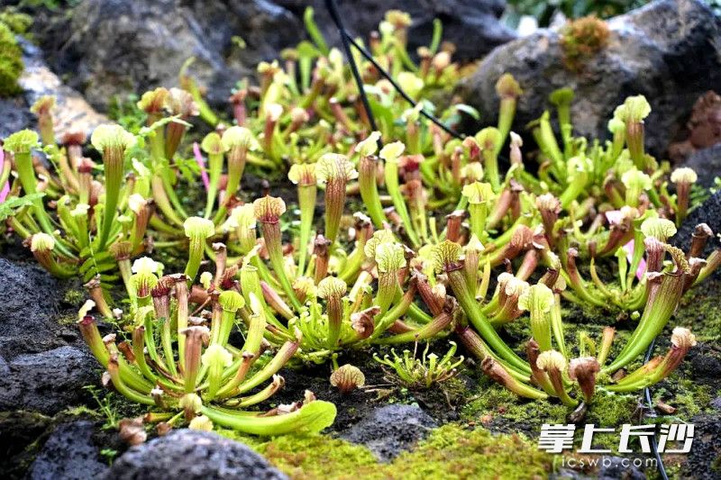 多样植物。