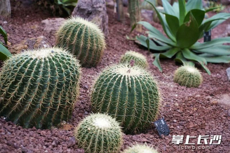 沙生植物。