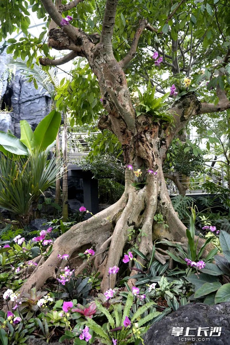 名贵植物。