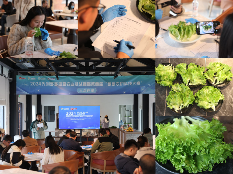 12月6日，15位大众评审对6支团队种植的生菜进行食味品鉴。倪永孝▕摄